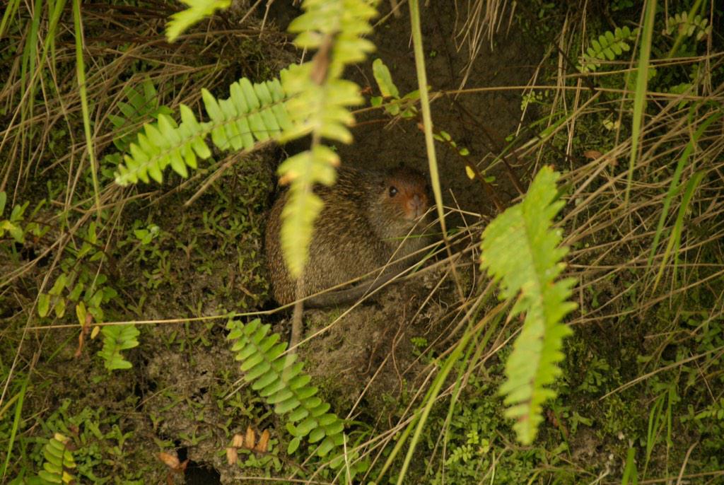 FightExtinction's tweet photo. Can't figure out what species this is. http://t.co/sfc8lcnUBj