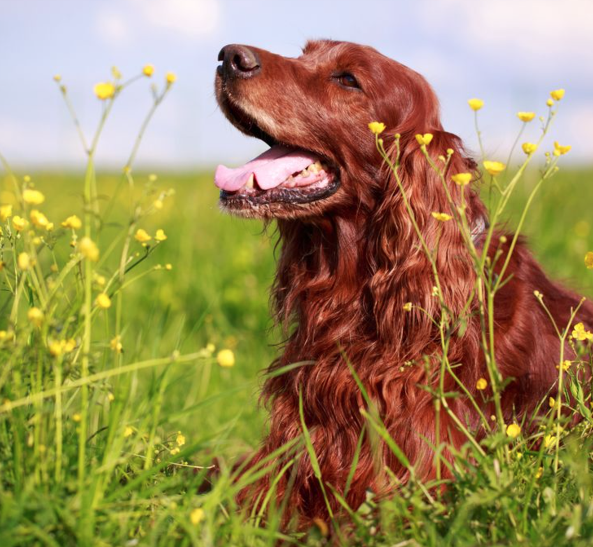 Nature's Select Pet Food tweet media