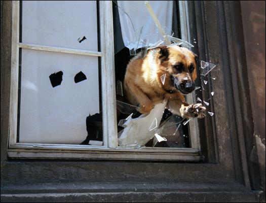 RETWEET if you remember watching Inspector Rex. #WhatWeHopeToWatch