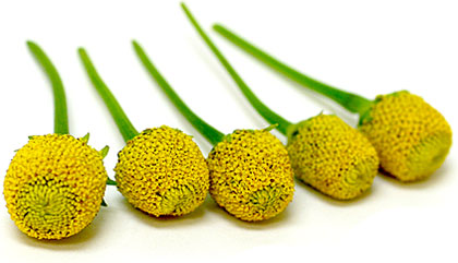 CrookBrothers's tweet photo. Looking for a tingling or numbing effect? #BuzzButtons can add a unique and delightful surprise to cocktails &amp; soups http://t.co/1c9h208oNf