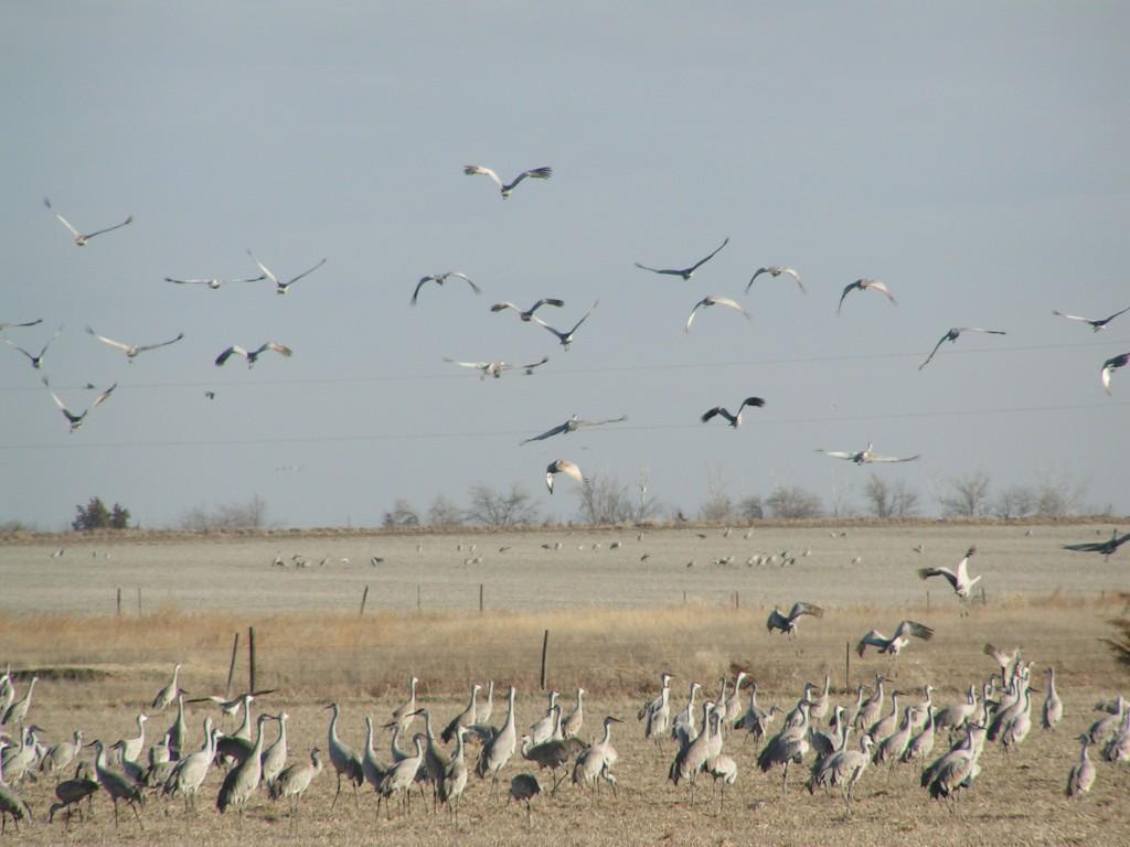 NEOutdoorGuy's tweet image. Let's go crane watching on WOWT 6 Outdoors:
neblandvm.outdoornebraska.gov//come-crane-wa…
#SandhillCranes #CraneWatching #SpringMigration
