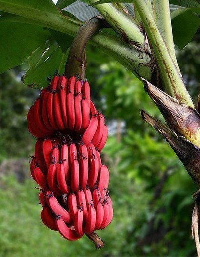 BananaOTD's tweet photo. #BananaOTD doesn't discriminate so here's the first red variety! Not yellow, but still full of #bananter! #banana http://t.co/Dhpjwa4763