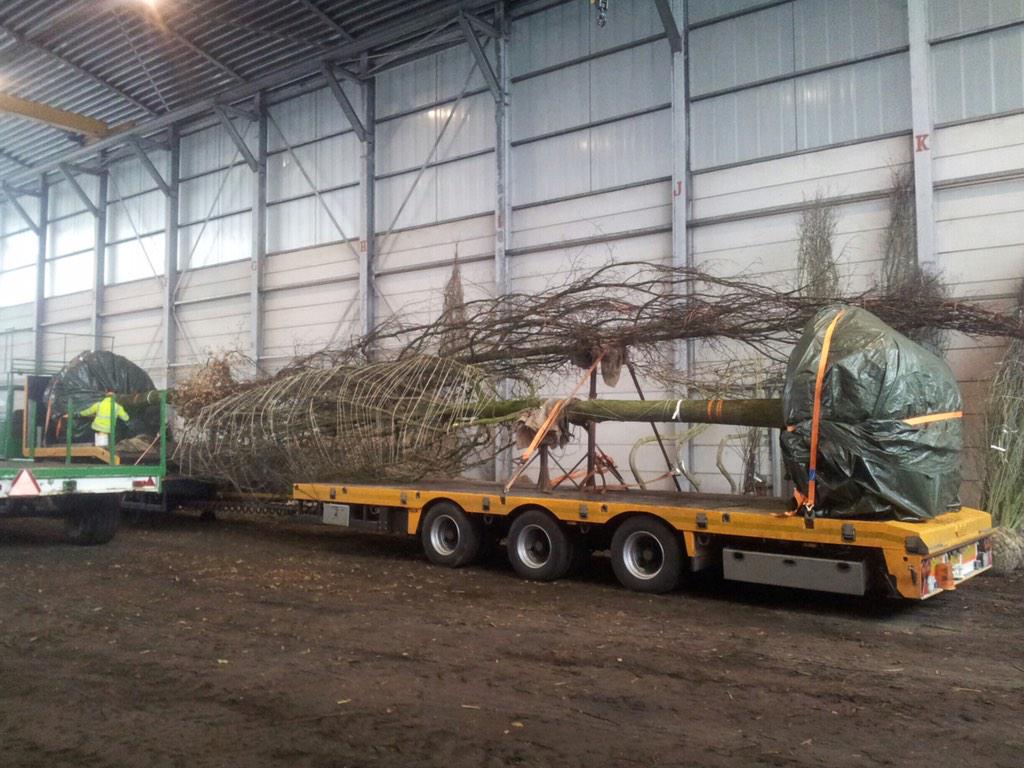 copper beech 18m+ the tallest tree to enter the UK for a private client! Bon voyage and c u thursday for unloading!