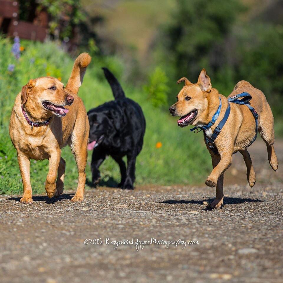 RJPSports's tweet photo. Rocket:"Hey Goldie, Wait up for me!" #dogsareawesome #ilovemydog #dogs #DogWalking #SummittoSummit http://t.co/uk1MUrZst0