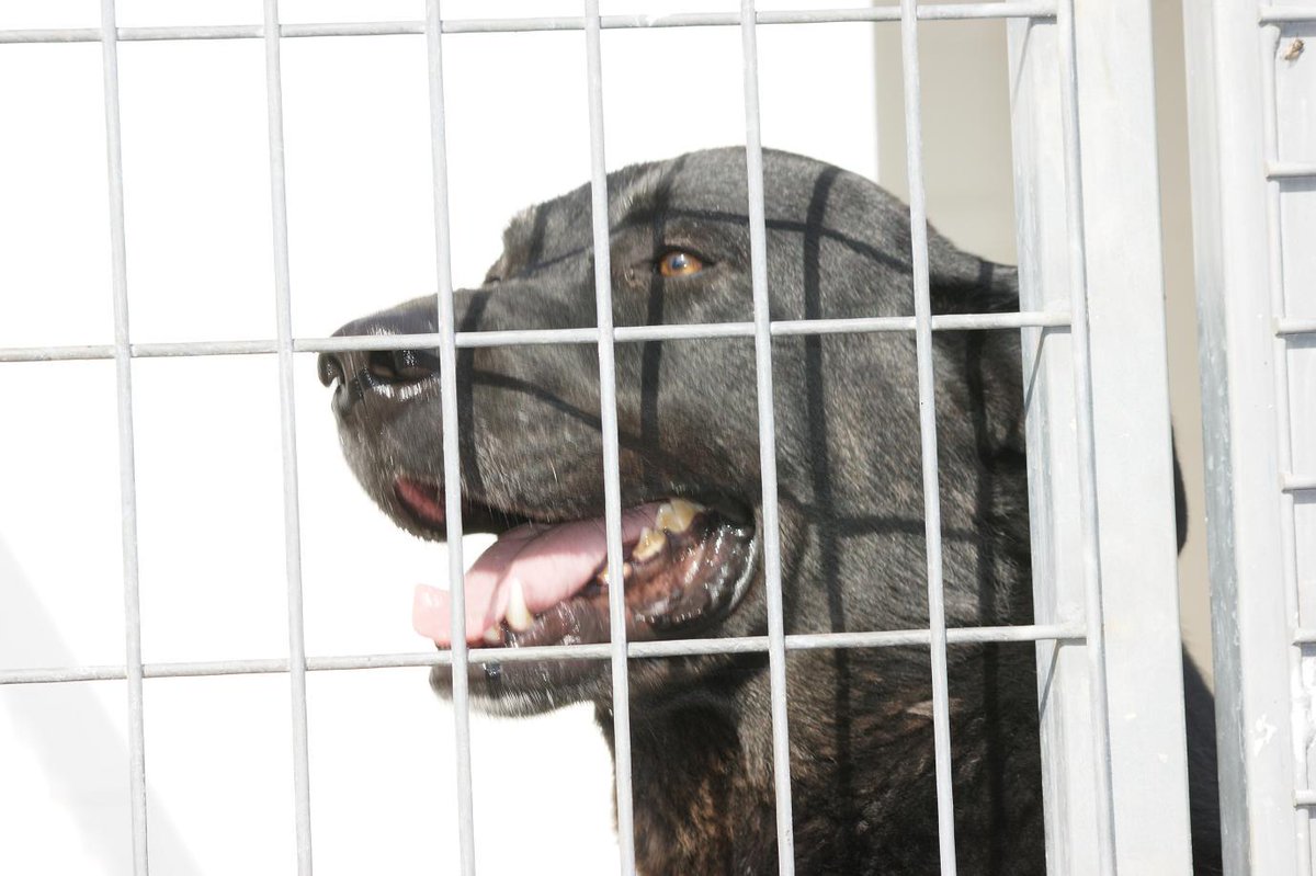 vai3333's tweet photo. LLEVA MUCHO TIEMPO: PERRO NEGRO GRANDOTE¡ valverdeanimal@valverdeanimal.es #HUELVA ESPAÑA http://t.co/9KpCtUwF9K