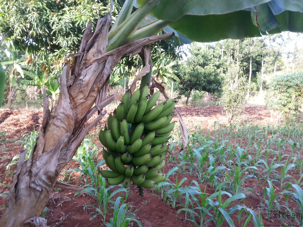 ExtreemPics's tweet photo. A banana hanging from a tree #Green #CaptureAfrica http://t.co/J0s6WIDxqg