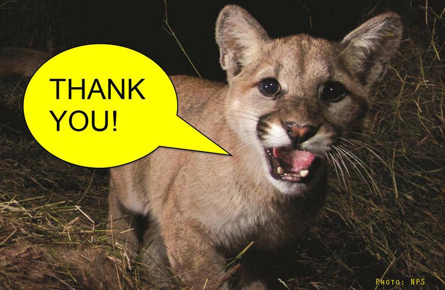 NWFCalifornia's tweet photo. It's #WorldWildlifeDay! RT to raise awareness and share your love for wildlife. #urbanwildlife #SaveLACougars http://t.co/jPe7MduJuh