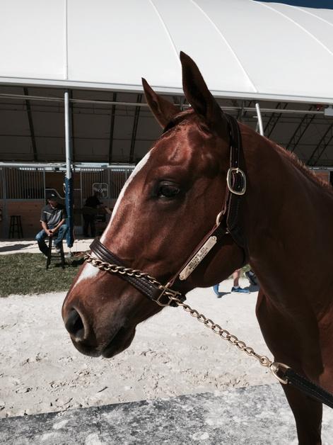 And this is hip 53 for King's Equine. The Kitten's Joy colt worked in :10 flat on the turf. <a href="/FasigTiptonCo/">Fasig-Tipton</a>