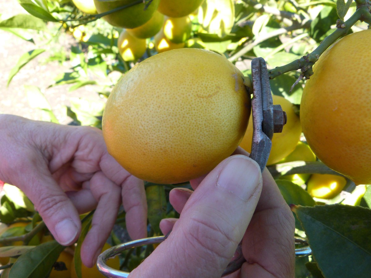 FoodPaths.com tweet media