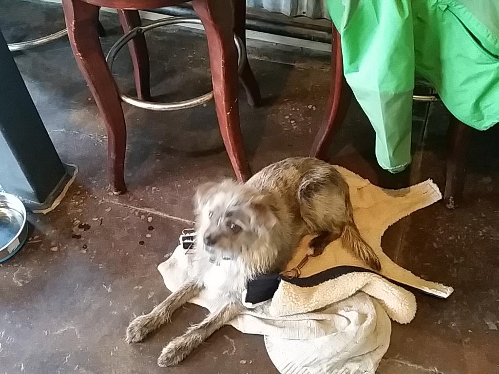ZweiBrewing's tweet photo. Louis @ZweiBruderBeer #dogsofzwei http://t.co/X8XbMBlRaz