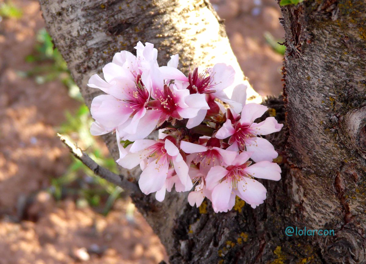 lolarcon's tweet photo. Floración del Almendro en la #SierradelSegura, nuestro particular valle del Jerte hoy @TiempoAlbacete @tiempobrasero http://t.co/FRthsSZYnI