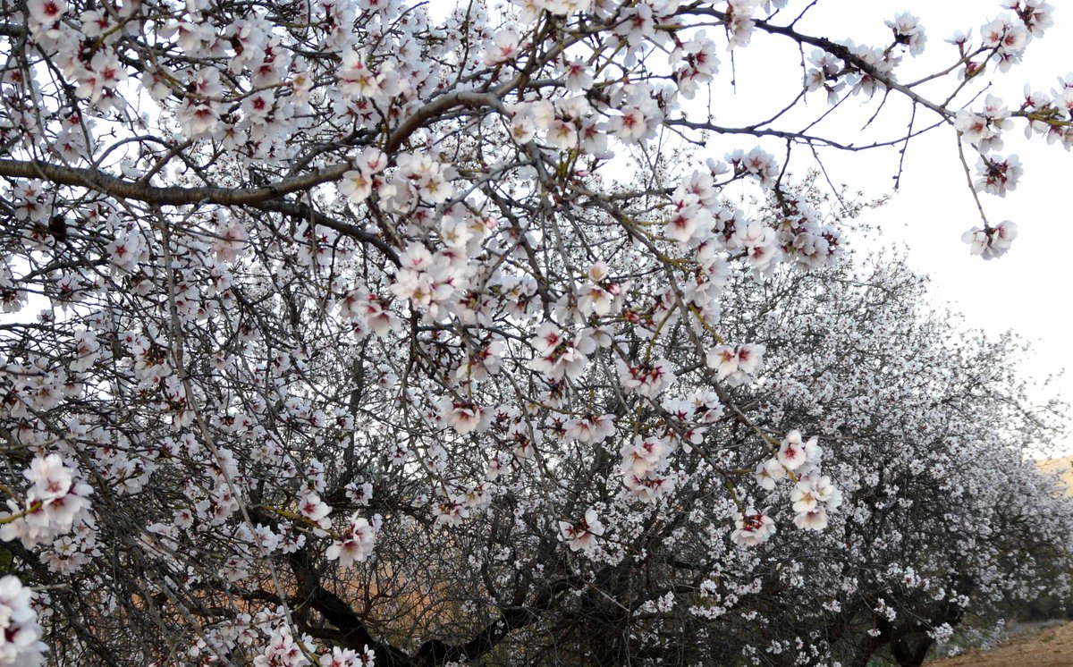 lolarcon's tweet photo. Floración del Almendro en la #SierradelSegura, nuestro particular valle del Jerte hoy @TiempoAlbacete @tiempobrasero http://t.co/FRthsSZYnI
