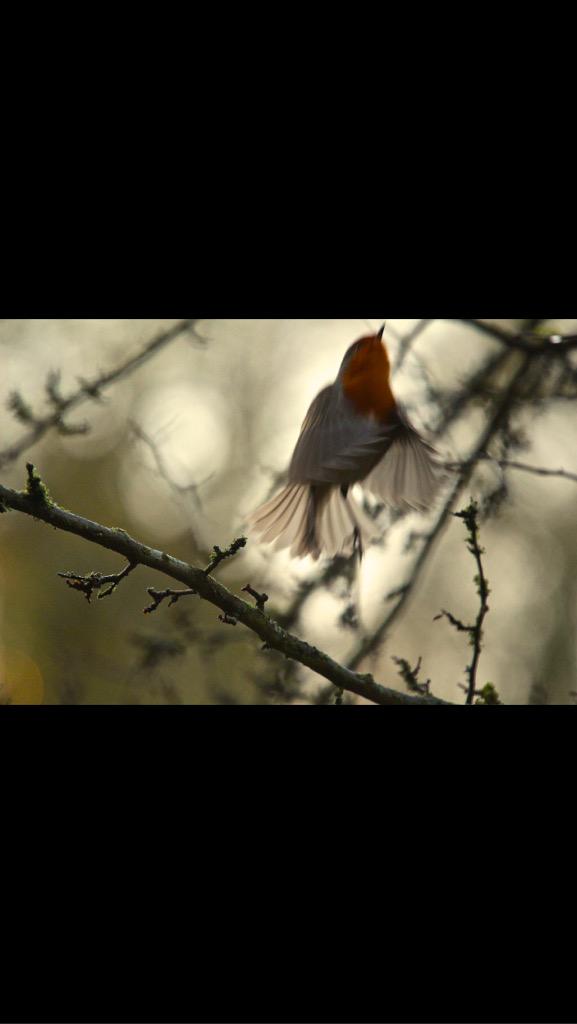 m7ccf's tweet photo. Robin in take off π#nature #robin #Batman #bird #flight #m7ccf captured at hardwick park #park #hardwick park http://t.co/1bCea2BhVo