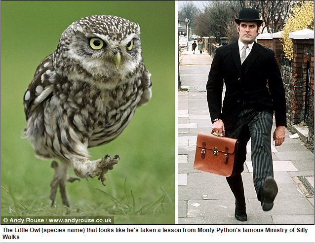 The Little Owl’s walk has been compared to a <a href="/JohnCleese/">John Cleese</a> Monty Python character <a href="/wildmanrouse/">Andy Rouse 🏴󠁧󠁢󠁷󠁬󠁳󠁿</a> dailymail.co.uk/news/article-2…