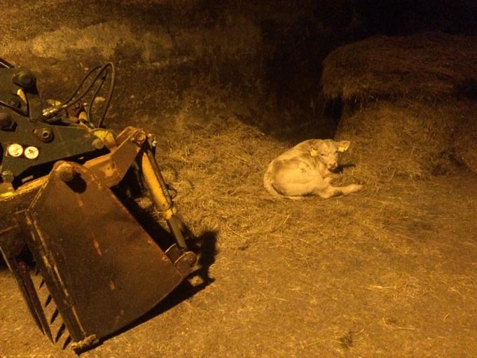 johnflynnkelly's tweet image. There's always one smart one #farming @SmallholdersUK @FarmQuotes @decisiveman @mad4farming @MaryKeenanmary