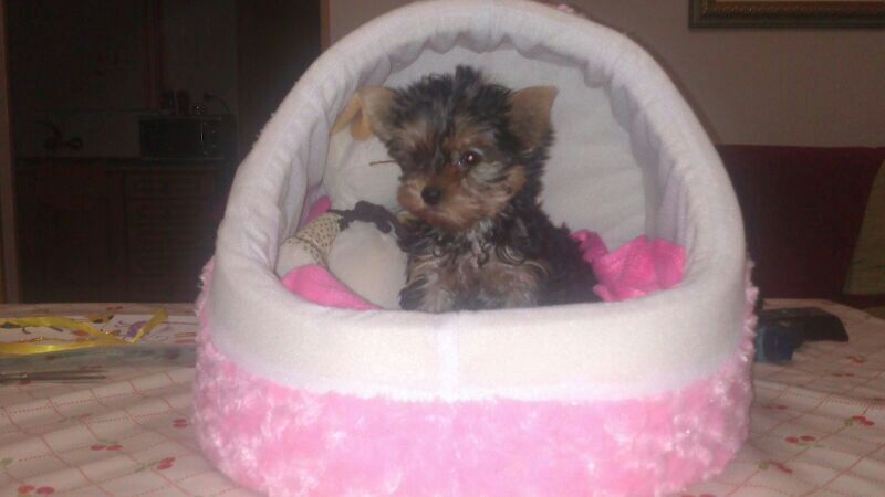 IreeneGr's tweet photo. Y parece que fue ayer cuando vino así de pequeñita 😍😍😍 http://t.co/AvabMUxpmh