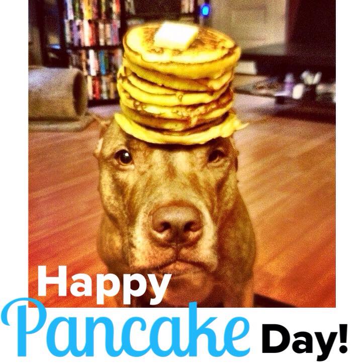 PetsDiscounts's tweet photo. Skills! #happypancakeday http://t.co/o1tciW5akF