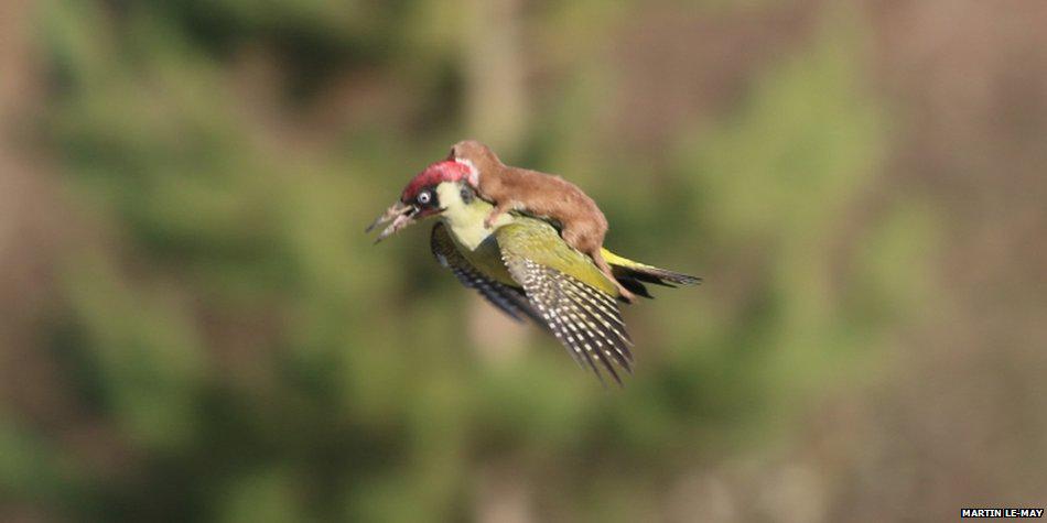 BBCNews's tweet image. Meet the man who took THAT woodpecker photo bbc.in/1DQTM8U