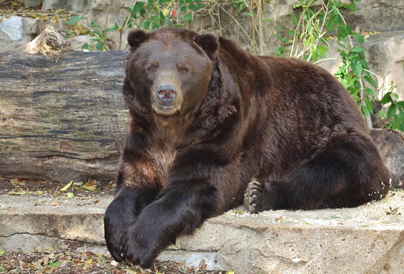 stlzoo's tweet image. We're sad to report Bert the #grizzly died today at the ripe old age of 25. He lived and died with dignity.