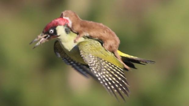No, it's not Photoshopped. A UK photographer captured this weasel clinging to a woodpecker  buff.ly/1DQWjjq