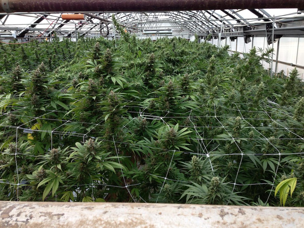 surnaofficial's tweet photo. Marijuana's Risky Reputation Is Wafting Away http://t.co/7e6M5NqMZA http://t.co/DfcTVgYNRp