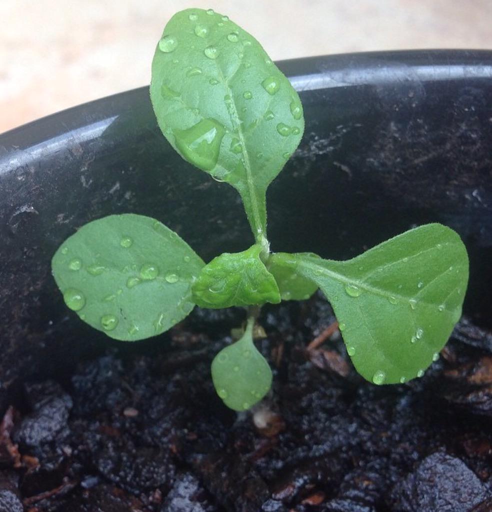 meowkatycat99's tweet photo. @katyperry My #PrismaticVIP seed is slowing growing, battling the elements and insects. I wonder what it'll be? ๐ฑ๐๐ญ http://t.co/kDrMSy95Jw