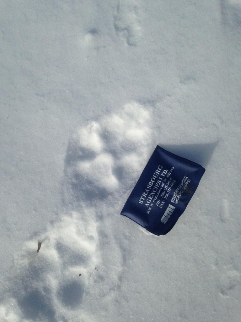 upnorth_redneck's tweet image. Don't wanna run into the dog that made these tracks @bigAL8760 #wolfy #weekes