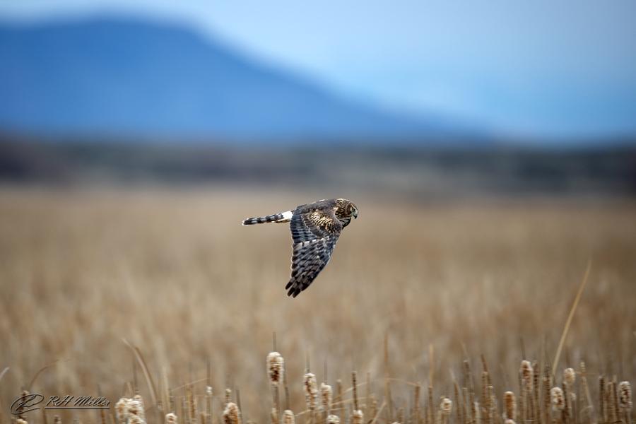 CoverGap's tweet photo. Cattail Stealth ... - http://t.co/Kljiw2egtO #Bird #Hawk #Idaho #NorthernHarrier #ReedMiller #USA #Wildlife http://t.co/KCLieAbIr2