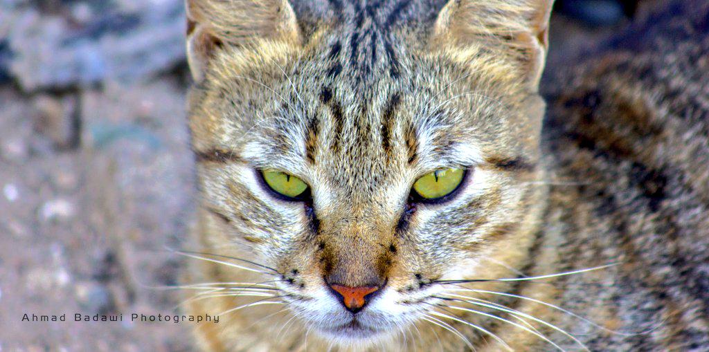 ahmadbw82's tweet photo. @IBDA3_Ph @Photort1 @cameraty @magicoflens @9orti @PhotoOfYou @fotoworld  @Retpics @snapprix @phtographym @photo_re http://t.co/pF0T4y5t2v