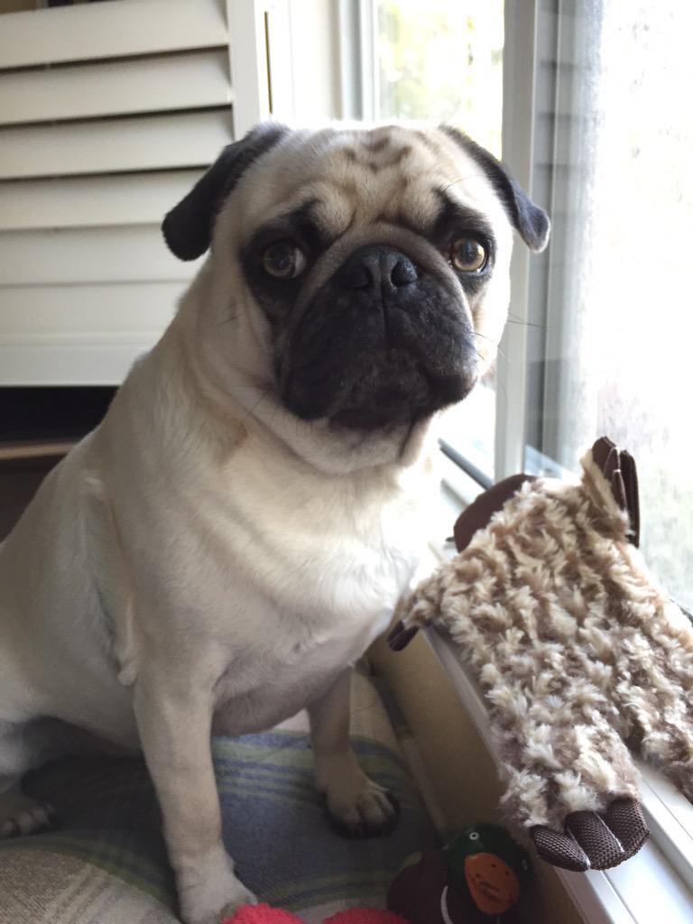 Rug On Twitter Bosley Is Straight Chillin Http T Co Ezlspzj6cp 2 Replies 3 Retweets 15 Likes