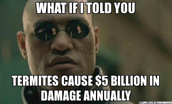 TheBugPlug's tweet image. #BugPlug #PestControl #Termite #termites #cleanup