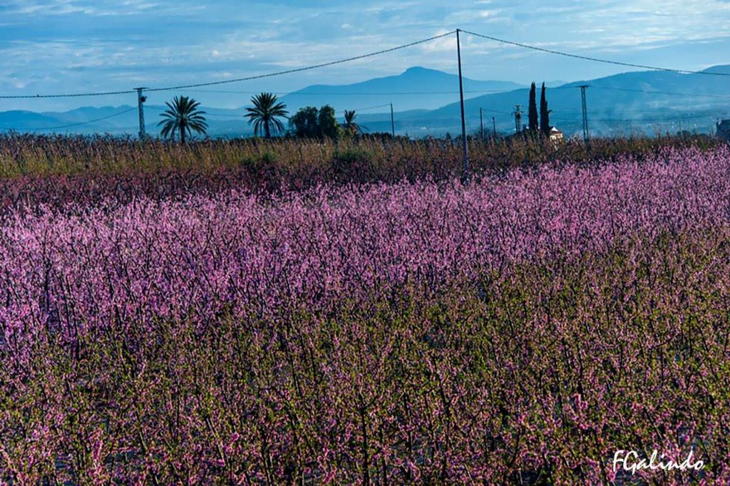 Roci_Amira's tweet photo. “@spainphotos: La floración en #Cieza #Murcia vía @GalindoFotos  http://t.co/ghV0RELuEj”