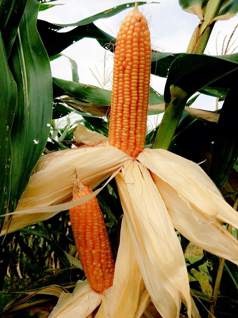 Selamat Pagi ...
Tongkol Jagung Hibrida Pusri Seed hasil penelotian Dept Riset Pusri