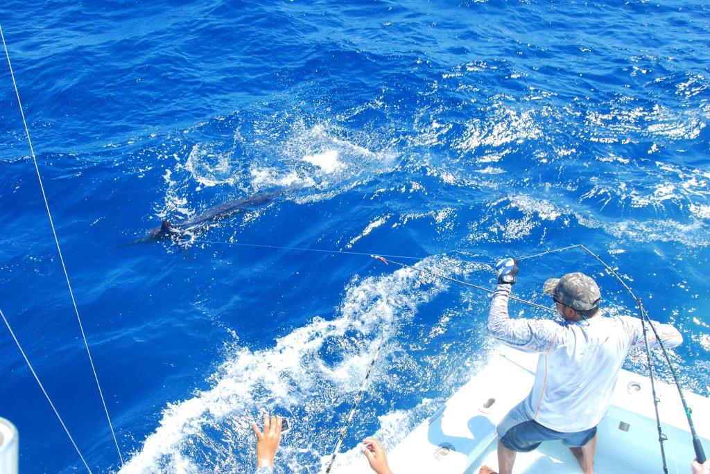 CaptHookFish's tweet photo. Raised 30 out of 40 today including 2 blues. #capthookfish #guatemalafishing #Guatemala http://t.co/GfQk9v3ALO