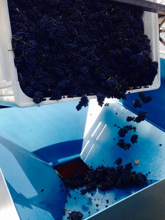 Vintage 2015 <a href="/TerindahEstate/">Terindah Estate</a>  - Pinot Noir #vintage #geelongwine