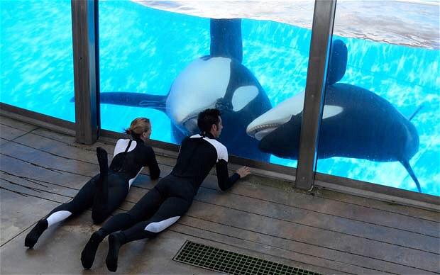 whales_free's tweet photo. Let the whales go home. #FreeTheWhales  🐳🐋🐳 http://t.co/r41ViJHYWJ