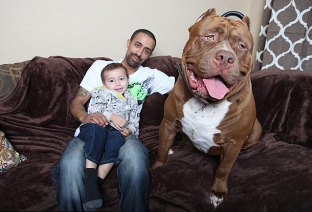 Hurriyet's tweet photo. Ağırlığı 80 kg... Ve henüz sadece 17 aylık!
http://t.co/zrMWKvWPod http://t.co/4MmNcW3HlE