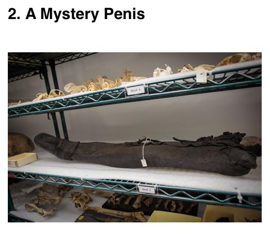oulilred's tweet photo. The dong of all dongs resides @MutterMuseum #megadong @DeniseFlores @NekoCase http://t.co/1YcJ3APNhR