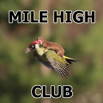 ronaldokurita's tweet image. #WeaselPecker