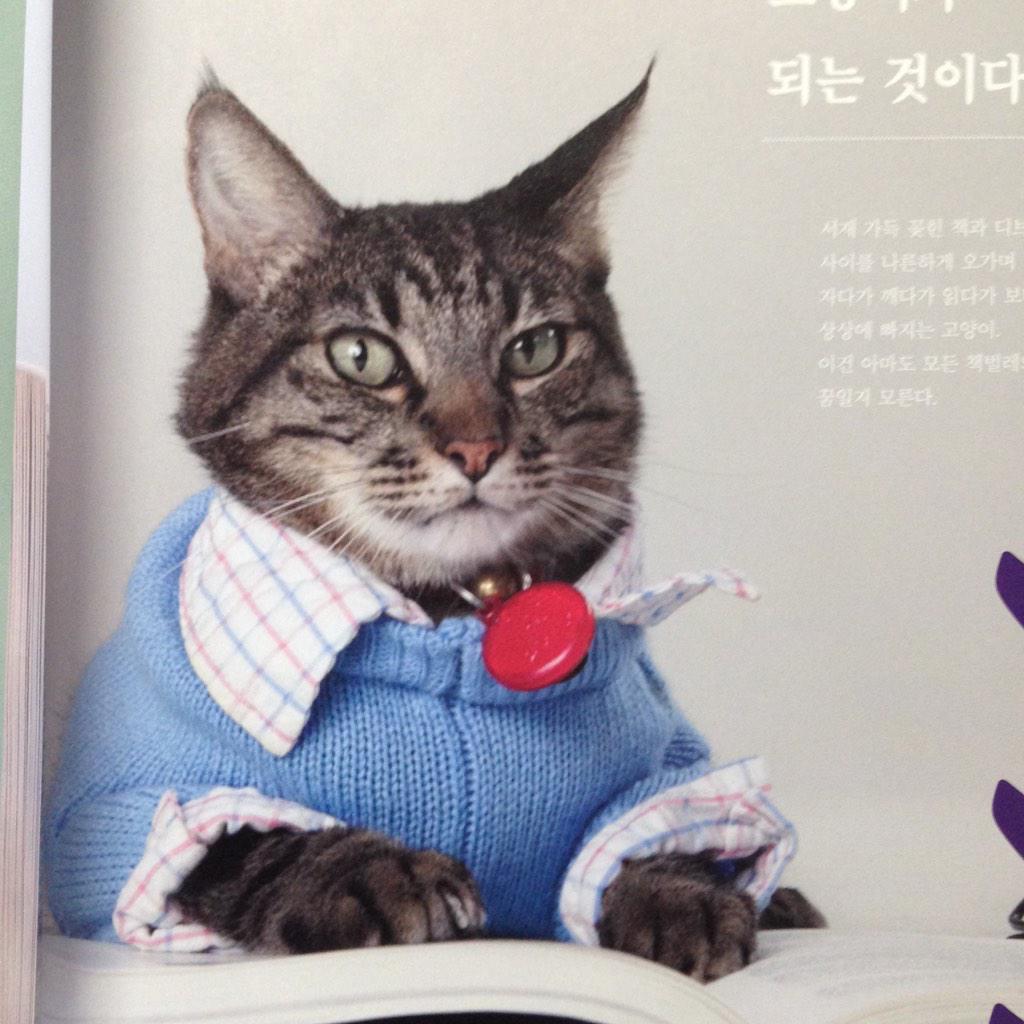 kongtree's tweet photo. 으아아~~~ #Chaeg 4. #고양이의_서재. #유유. http://t.co/57yakvWUrc
