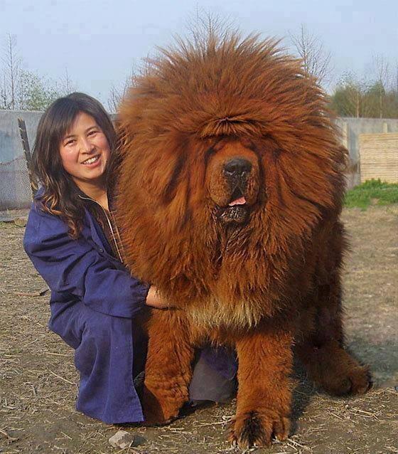 _Paisajes_'s tweet photo. Dogo del Tibet. http://t.co/jXpRcIxnYn