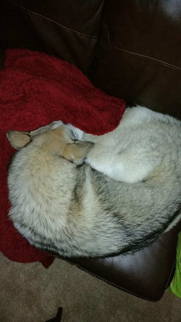 Layla_the_Husky's tweet photo. Mom and dad think this is their blanket...nope!
#goodmorning #huskynation http://t.co/lhVgw6toNH