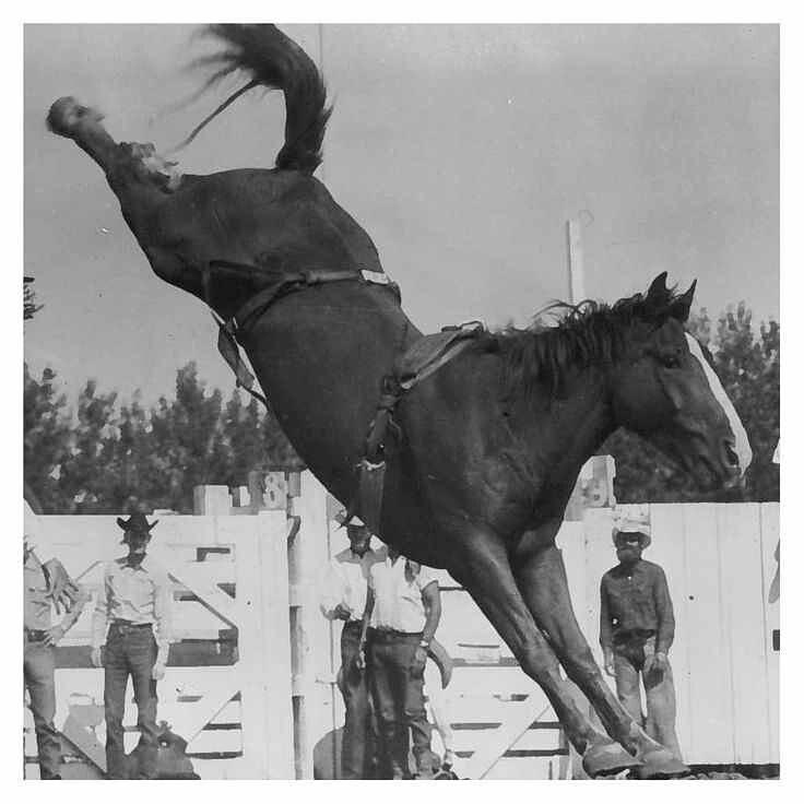 therodeotrail's tweet photo. Good Morning Everyone!
Today IS #BarebackWednesday!!
@shellie_scott @JustAGirlKasi @cowgirl19114 @daretobeacowboy http://t.co/TA0VXB6VmU