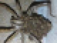 qutehuzymybi's tweet image. 蜘蛛の子育て。背中にたくさんの子蜘蛛を乗せた蜘蛛がキモすぎてキモすぎて。

うおあああああ(((ﾟДﾟ)))

モザイク！モザイク！これはキモすぎてヤバイ(((ﾟДﾟ)))

⇒asshimar.info/8rsr72/