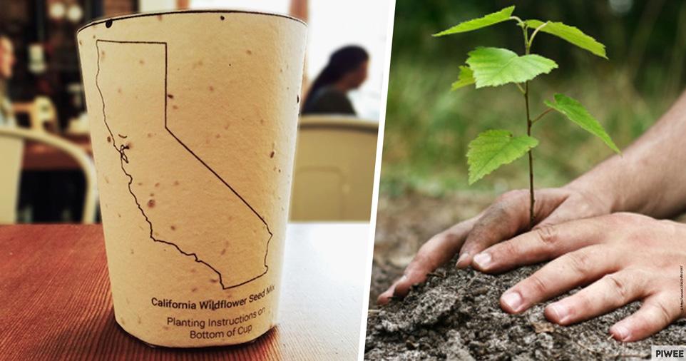 piweeFR's tweet photo. Une tasse de café biodégradable qui fait pousser un arbre une fois jetée dans la nature > http://t.co/ECwqc6HWBn http://t.co/CR2xKJDjh2