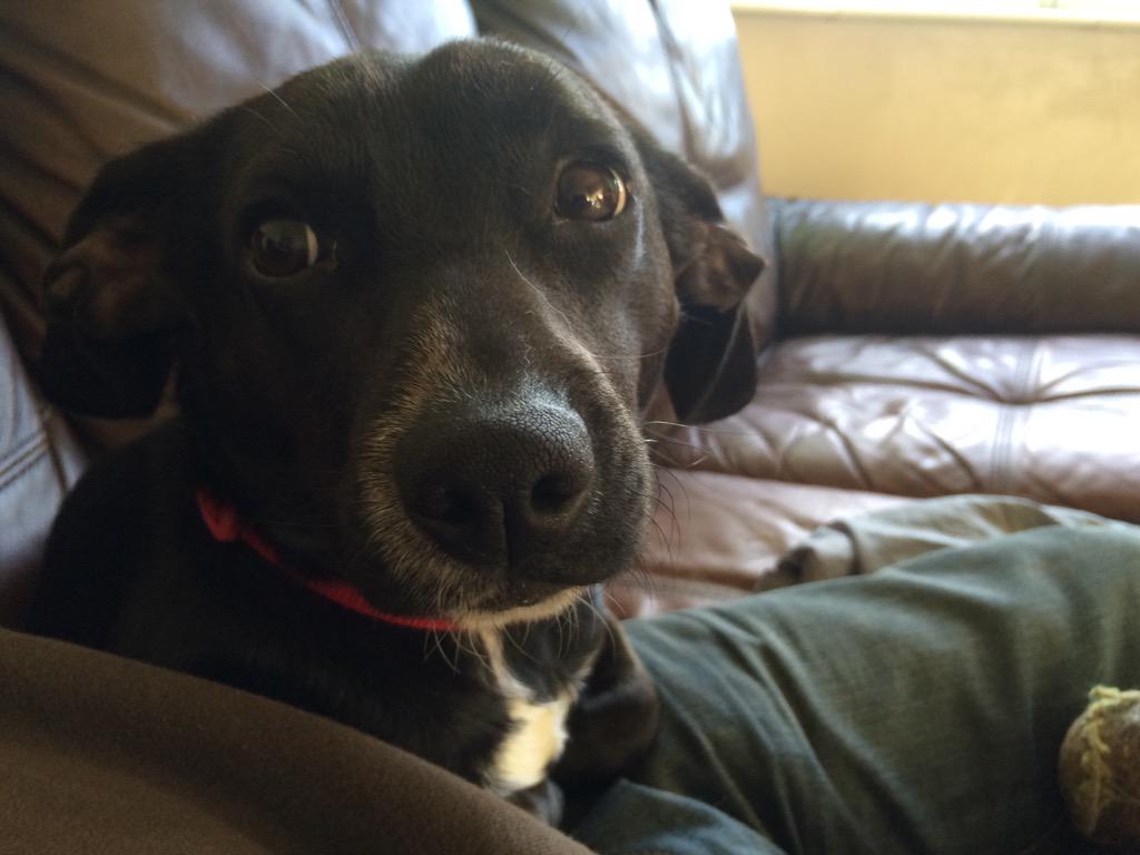 Wombourne Dog Walker tweet media