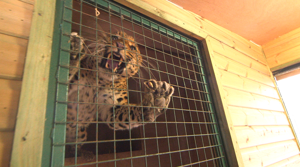Angrycatshow's tweet photo. Comparing big cats to little cats for our new show! Has anyone ever been attacked by a moggie?! #whiskerswednesday http://t.co/9dc31XyK7q
