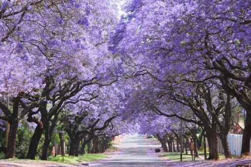 死ぬまでに一度は見たい 世界の絶景 Twitter ನಲ ಲ オーストラリア ジャカランダの花道 春から初夏にかけて咲き誇るジャカランダの花は ブリスベンやシドニー周辺の東海岸地区を鮮やかな紫色に染めます 南半球は季節が逆なので10月下旬 11月上旬がベスト