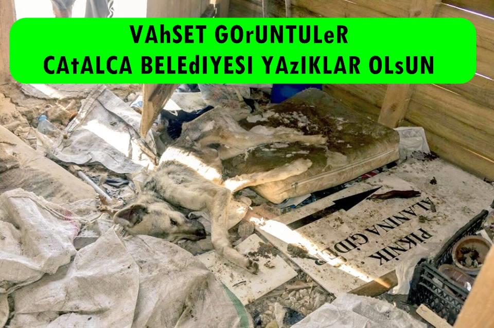 IfsaBey's tweet photo. CATALCA BELEDIYESI VAHSETE NE ZAMAN DUR DIYECEK... BU YAVRUCAKLAR ACLIKTAN OLMUS.. VICDANSIZ BELEDIYEYE DUR DIYELIM.. http://t.co/ycbarbXYPX