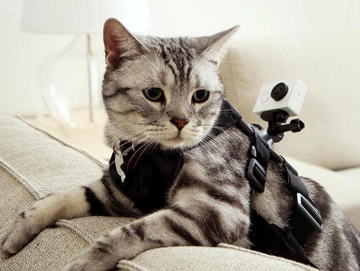 Editalos's tweet photo. Todos a grabar... Miau!
http://t.co/FvFqB7FqxI
#XiaomiGoPro Via @elconfidencial http://t.co/vB96XyyqZ7